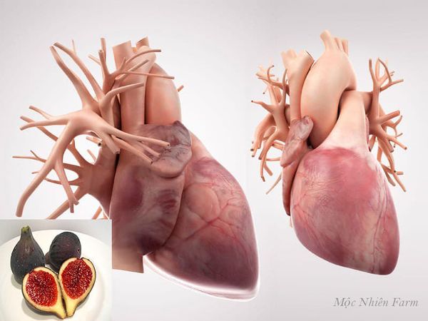 Những tác dụng hiệu quả của sung Mỹ lên hệ tim mạch và tuần hoàn máu vẫn còn đang được nghiên cứu.