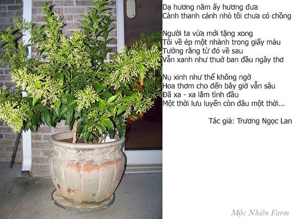 Hoa dạ lý hương trong văn học Việt Nam.
