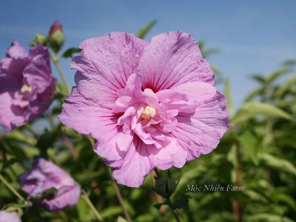 Loài hoa này đặc biệt ưa nắng và phát triển tốt nhất ở khu vực thoáng gió.