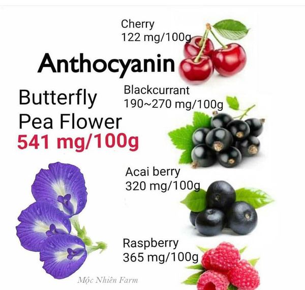 Anthocyanin là một hoạt chất chống oxy hóa tiềm năng thường có trong thực phẩm đậm màu, ở hoa đậu biếc chúng có hàm lượng cao so với nhiều loại trái cây, rau củ khác. Vì vậy, cần lưu ý hàm lượng dùng phù hợp.