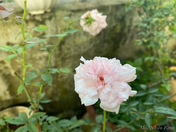 Hoa hồng đào cổ với sắc hoa mong manh, ngọt ngào mang đến cảm nhận về sự dịu dàng, mềm mại.