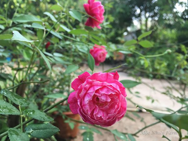 Hoa hồng cổ Huế.
