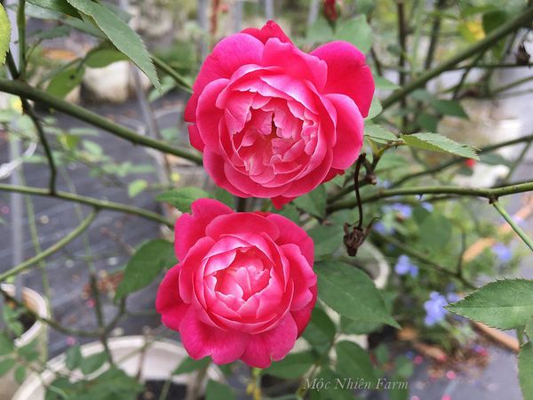 Hoa hồng cổ Huế rất khỏe mạnh và có tính kháng bệnh cao.