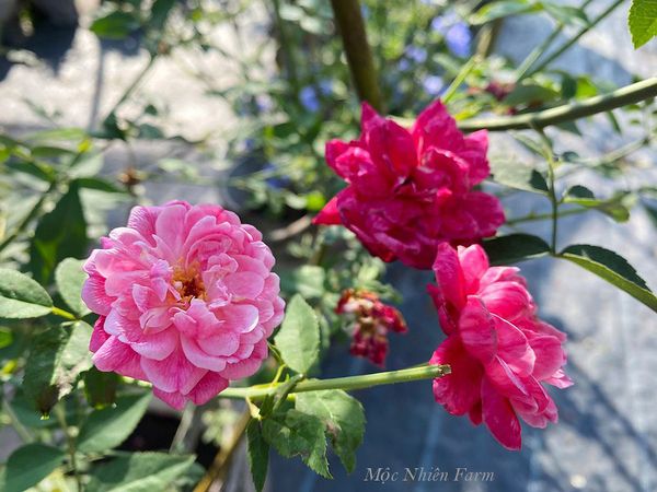 Cây hồng khỏe mạnh sau khi nhân giống sẽ cho ra hoa từ sớm.