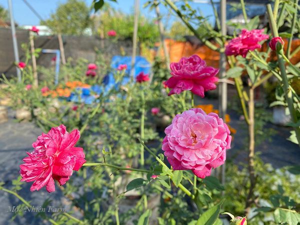 Hoa hồng cổ Huế rất ưa nắng.