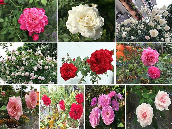 Các loại hoa hồng cổ phổ biến, hiện có tại Mộc Nhiên Farm.