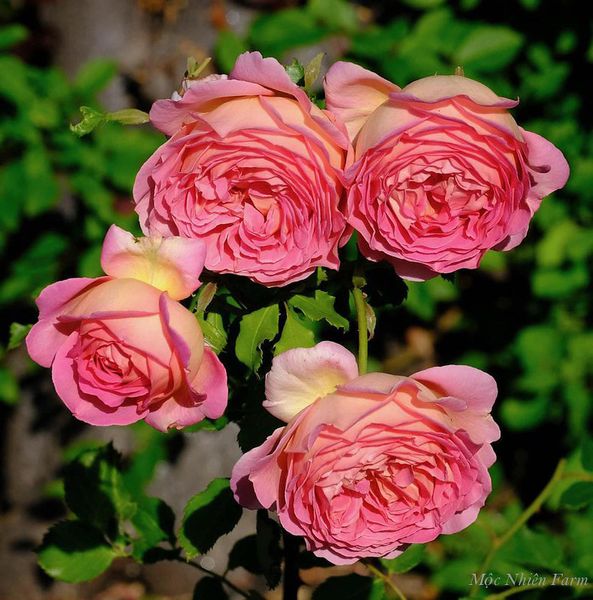 Sự phối màu tuyệt đẹp của hoa hồng Jubilee Celebration.