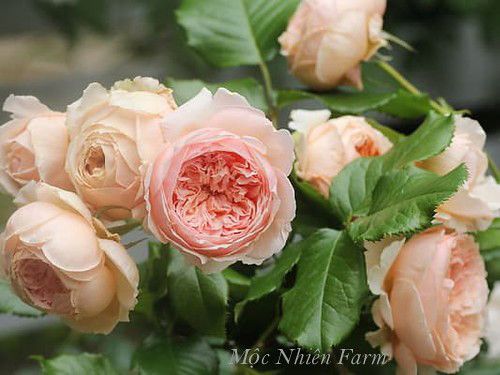 Hoa hồng Masora dịu ngọt và duyên dáng.