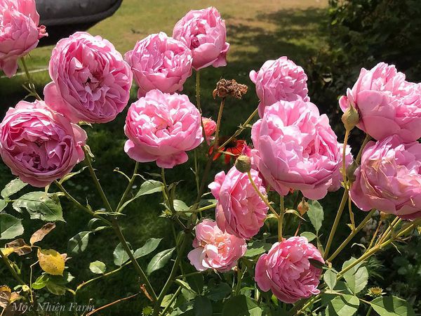 Hoa hồng Miyako là cây bụi thấp nhưng luôn ra hoa chùm với hình dáng hoa rất đẹp.