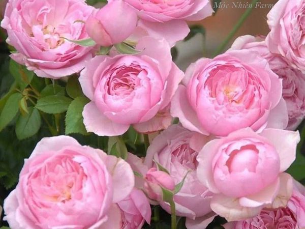 Hoa hồng Miyako màu hồng xinh đẹp.