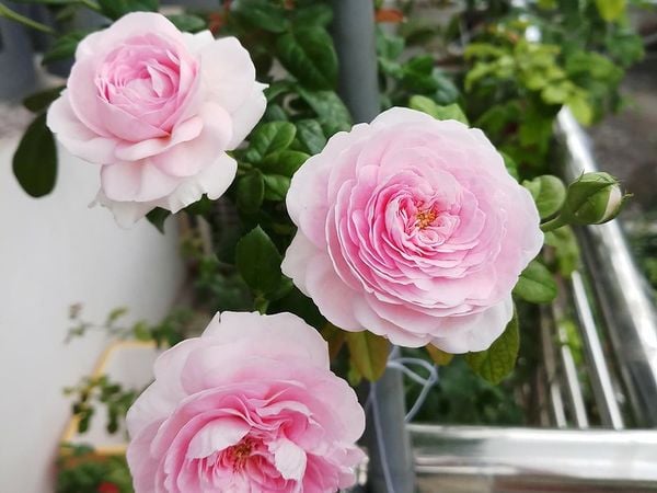 Cây hồng Mon coeur rất sai hoa và nhanh lặp.