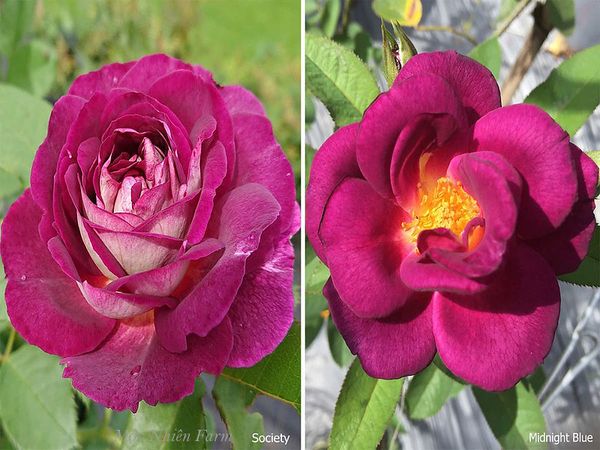 Các bạn có nhận ra sự khác biệt giữa 2 loại hoa hồng này không?