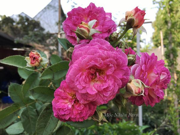Hoa hồng sẽ phát triển tốt nhất và cho ra hoa nhiều khi nhận được 4 - 6 tiếng nắng trực tiếp mỗi ngày.