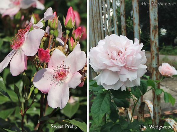 Sự khác biệt về cách xếp cánh và kích thước của hoa hồng cánh đơn và các loại hoa hồng khác.