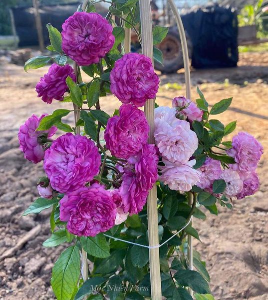 Hoa hồng Vineyard Song là giống miniature đẹp xuất sắc nhất.