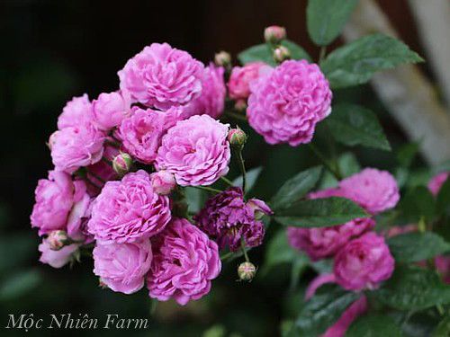 Chăm sóc hoa hồng Vineyard Song đúng cách để có những chùm hoa chất lượng.