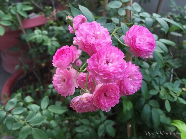 Hoa hồng dù lớn hay nhỏ đều đem lại niềm vui và sự thú vị cho người trồng.