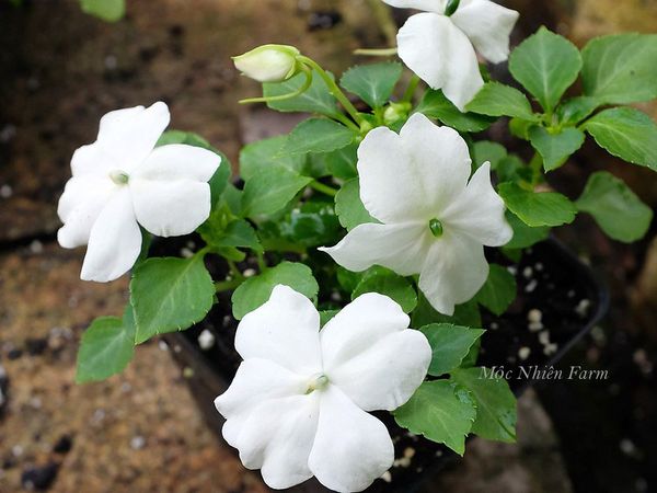 Hoa ngọc thảo trắng cánh đơn, ra hoa quanh năm.