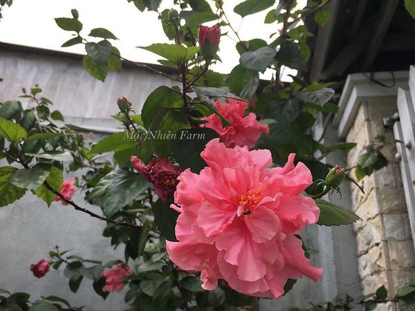 Hoa râm bụt hồng cánh kép phát triển lớn và cho nhiều hoa.