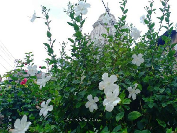 Một góc vườn rộ hoa râm bụt trắng cánh đơn