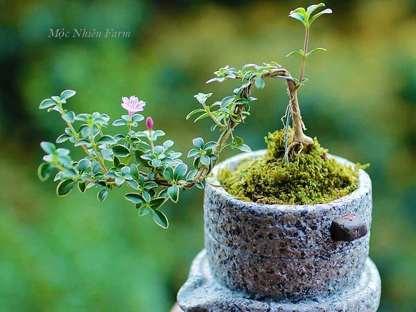 Cây bonsai được nối dây để tạo dáng và phát triển theo đúng ý muốn của người tạo.