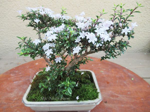 Cây hồng loan mai dáng bonsai.