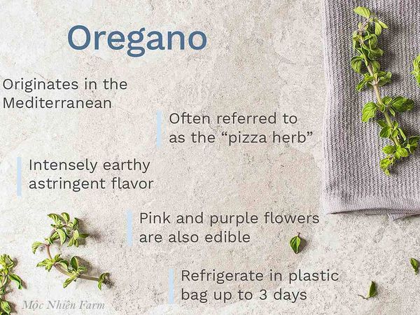 Lá oregano là gia vị nổi tiếng trong giới ẩm thực.