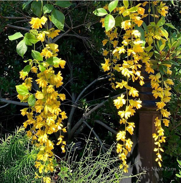 Dù ở bất kỳ vị trí nào, cây đều thả những chuỗi hoa vàng tươi như nụ cười tỏa nắng.