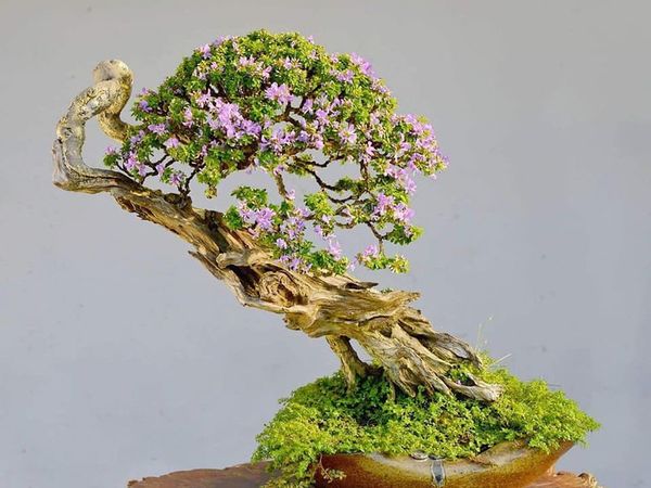 Một tác phẩm bonsai với những đường lũa tuyệt đẹp.