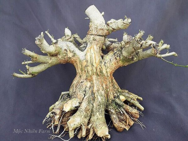Thân và rễ cây linh sam - 2 trong số những yếu tố tạo nên một cây bonsai đẹp.