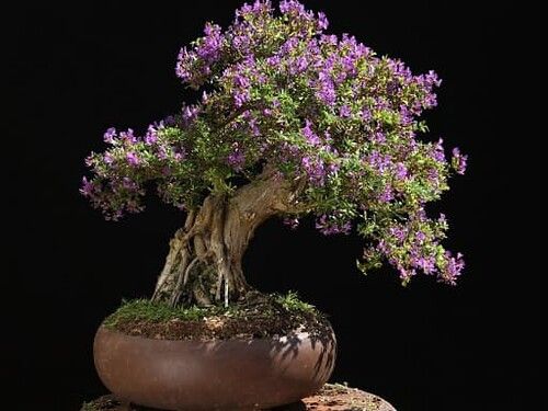 Linh sam lá rí cực kỳ phù hợp để làm cây bonsai.