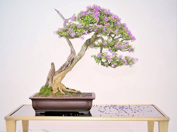Linh sam bonsai dáng siêu