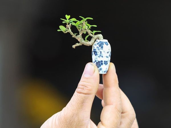 Linh sam bonsai mini.