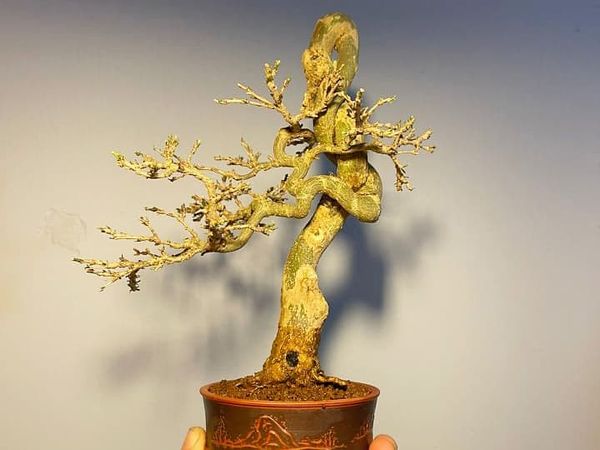 Một cây bonsai rất độc đáo.