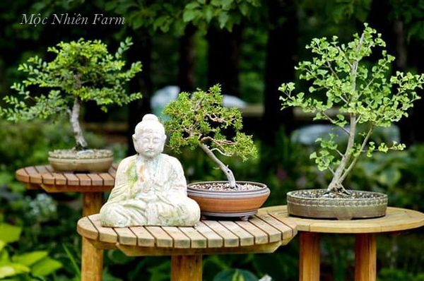 Nghệ thuật bonsai đã có từ rất lâu và tới nay phổ biến trên toàn thế giới.