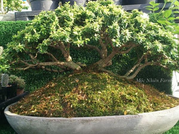Linh sam Sông Hinh phân nhánh tốt, thân cành mềm dễ uốn, dễ tạo tán, phù hợp làm bonsai.