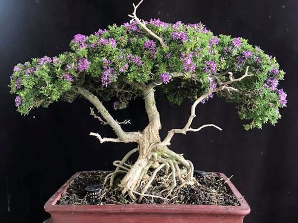 Linh sam bonsai tam đa