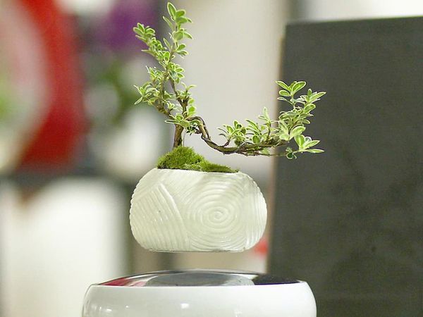 Phát minh mới của Nhật: bonsai không khí.