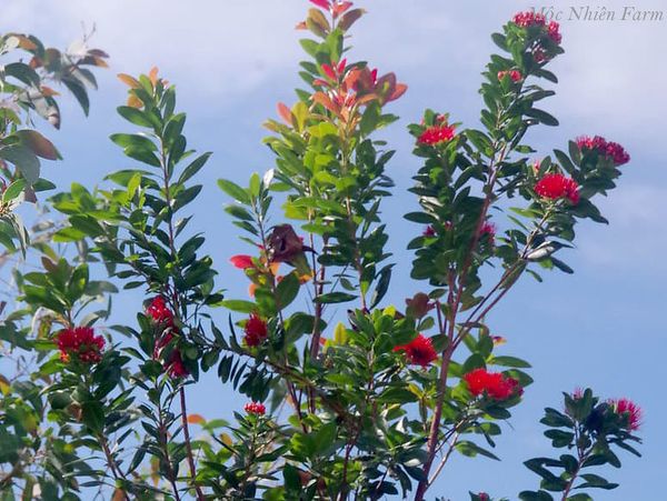 Hoa mai Thái khi nở rộ tỏa sắc đỏ như pháo hoa trên bầu trời.