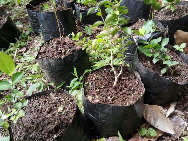 Trồng cây giống là một cách đơn giản để bảo đảm cây phát triển khỏe mạnh và sai quả.