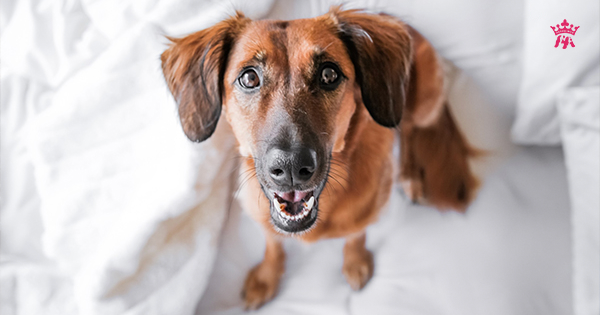 8 nguyên nhân khiến chó có mùi hôi khó chịu