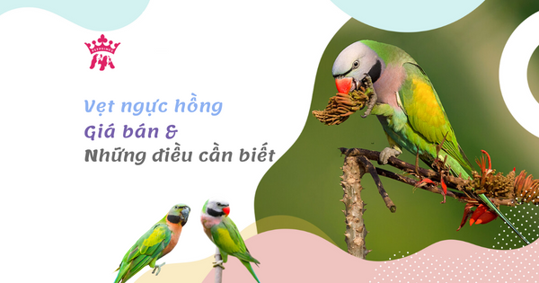 Xin hỏi] Cách phân biệt giới tính của vẹt ngực hồng | Diễn Đàn Chim Cảnh  Việt Nam