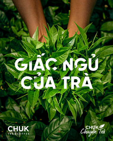Chuk Chuyện Trà - GIẤC NGỦ YÊN CỦA NHỮNG LÁ TRÀ