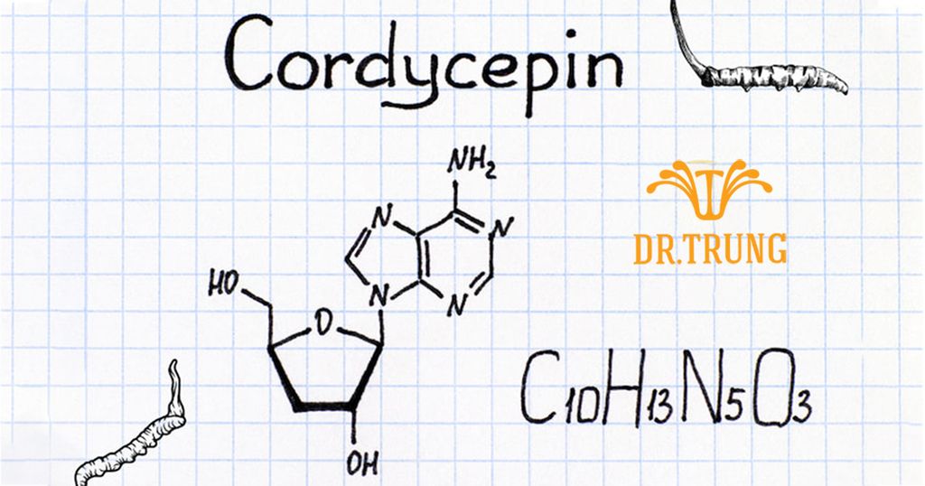 Cordycepin là gì? 