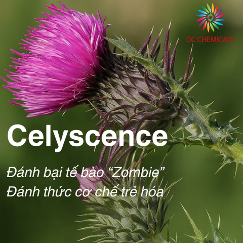 Celyscence – Tiêu diệt tế bào “zombie”, hướng đi mới và độc đáo trong chu trình chăm sóc da lão hóa.