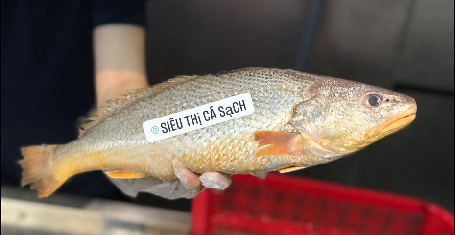 Cá sóc vàng là cá gì? – Siêu Thị Cá Sạch