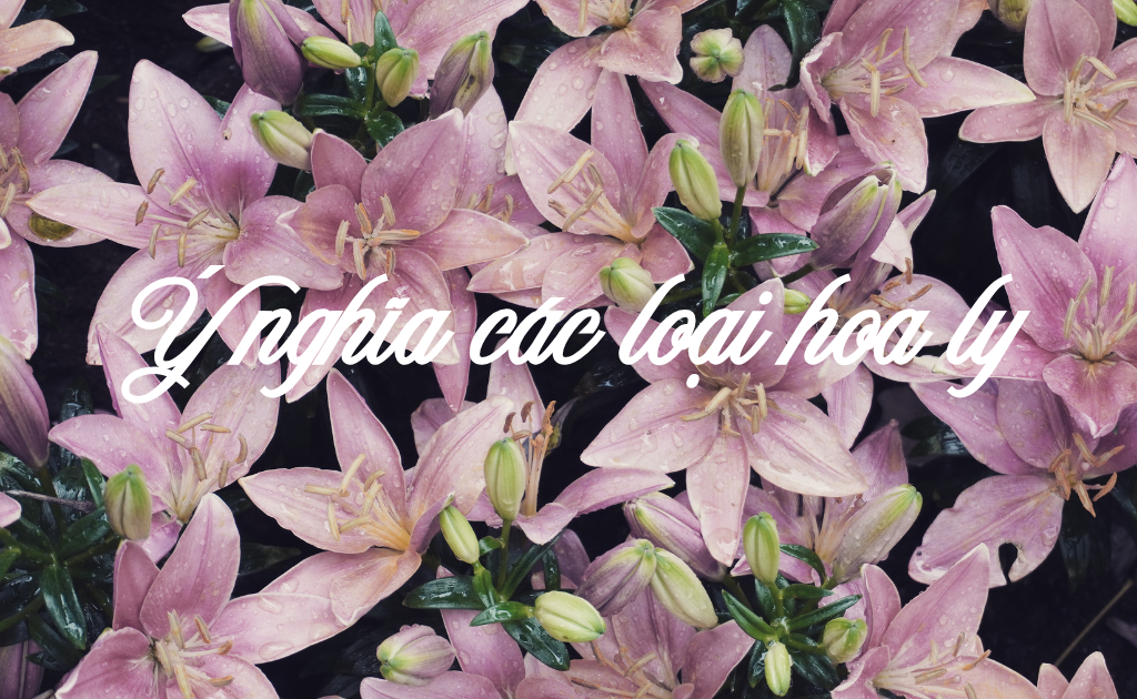 Các loại hoa ly, ý nghĩa và 10 bí mật của hoa bách hợp có thể bạn chưa biết
