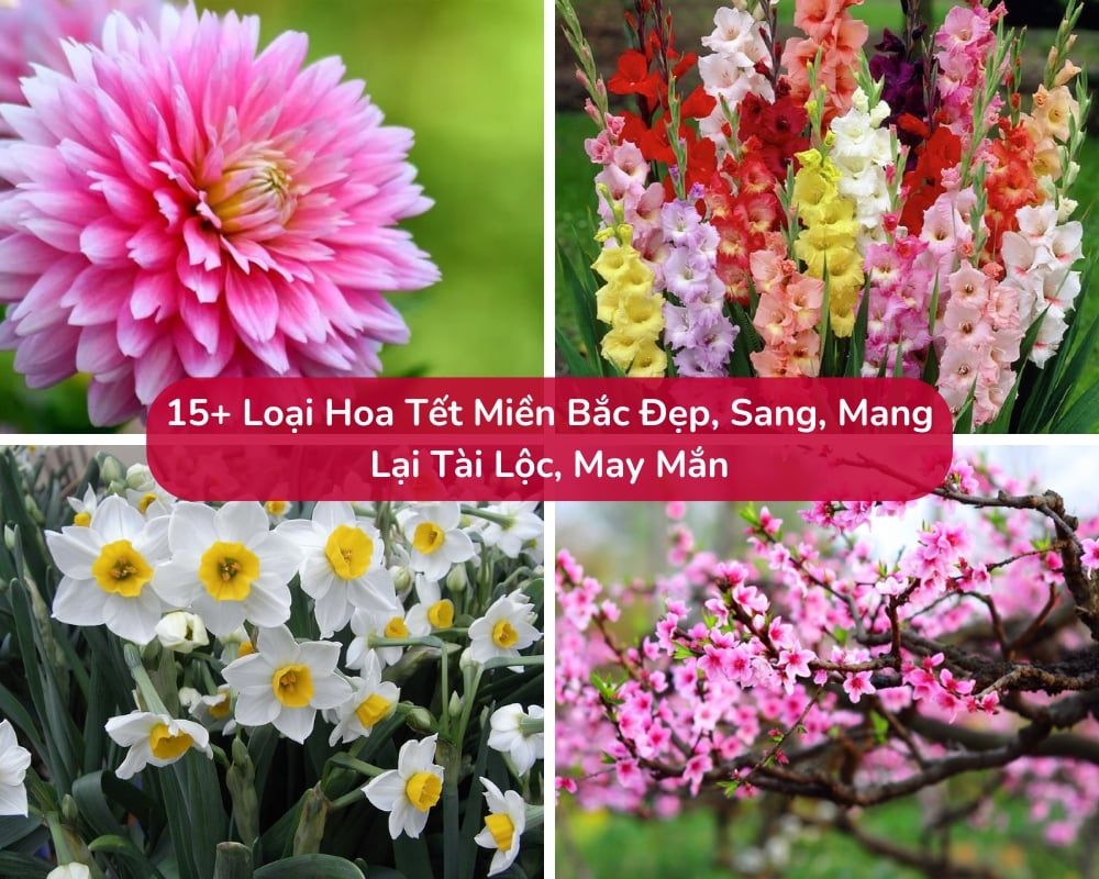 15+ Loại Hoa Tết Miền Bắc Đẹp, Sang, Lại Mang Tài Lộc