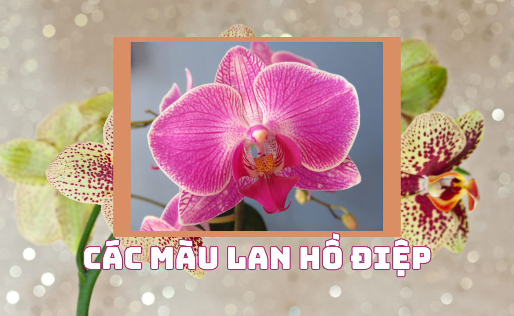 Các màu lan hồ điệp phổ biến: Bảng chi tiết, cách nhận biết nhanh nhất