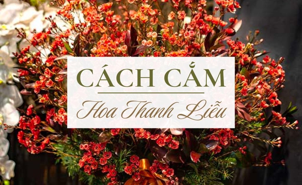 10 Cách cắm hoa thanh liễu đẹp, tươi lâu - Ý nghĩa, nguồn gốc hoa thanh liễu